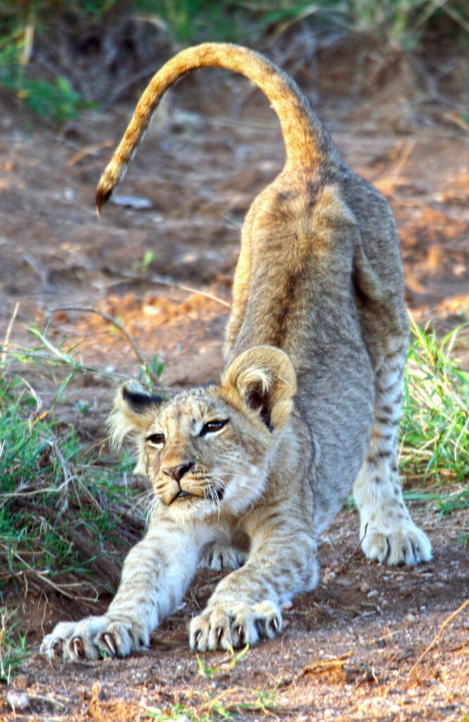 cubstretch2